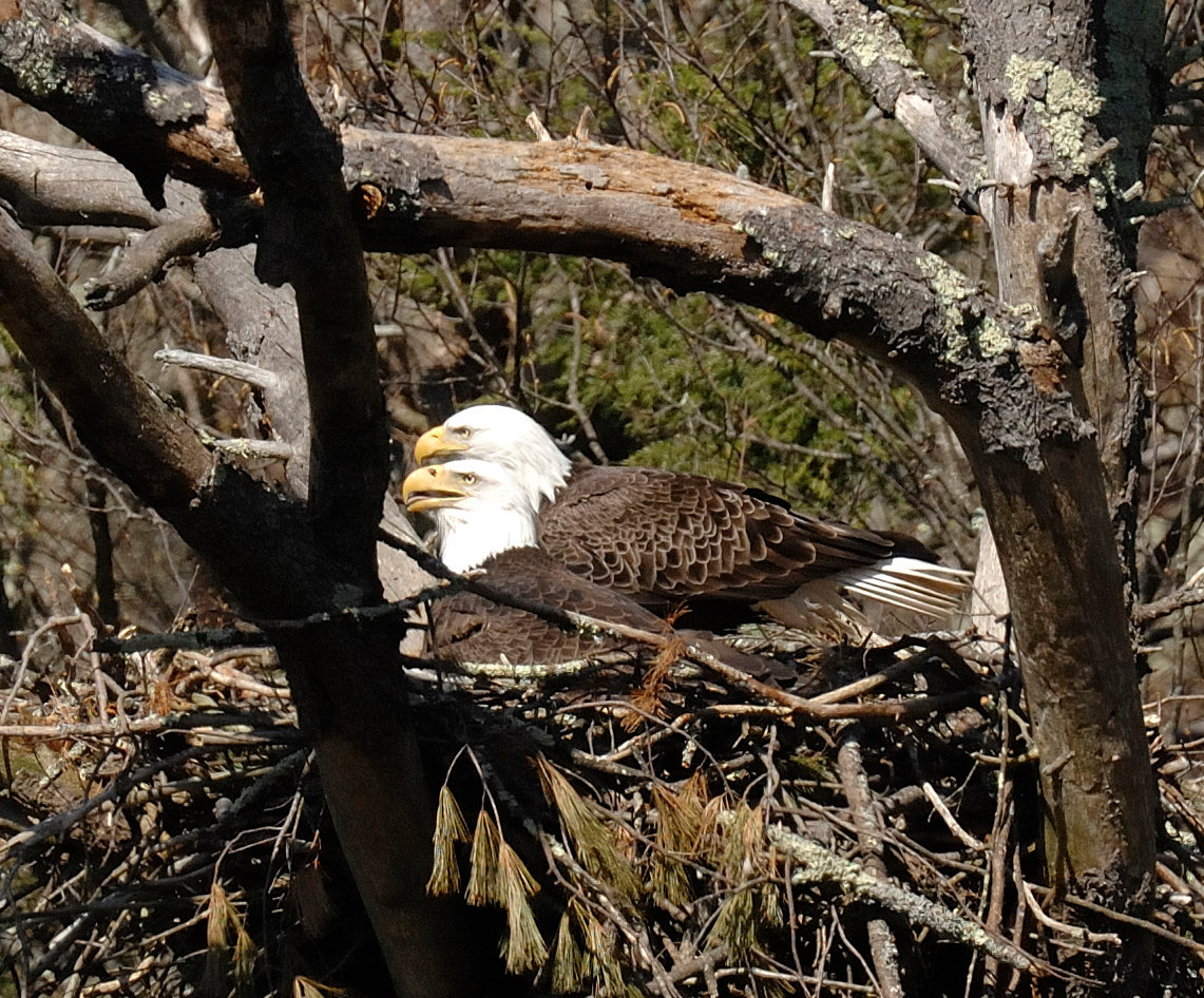 This is a pair of adult eagles at their nest along the Delaware River. Bald eagles and their young have an abundance of fish to feed on during the spring and summer. Lead exposure can occur at this time to adults or young from lead-contaminated prey delivered to the nest; however, veterinarian and wildlife rehabilitator records show an increase of eagles affected by lead toxicity during the fall and winter.